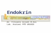 Anatomi Endokrin