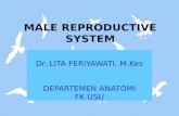 Male Reprod Syst