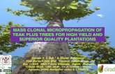 Clonal micropropagation of teak