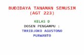 Tanaman Semusim (Agt 223) (2)