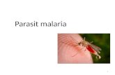 Malaria Sporozoa II