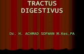 P.P Tractus Digestivus (2)