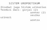 Sistem Uropoetikum (Histo, Dr. Hanslavina)