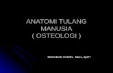 2. Anatomi Tulang Manusia ( Osteologi )