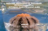 Biologi Reproduksi Bulu Babi