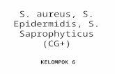 6. S. aureus, S. Epidermidis, S. Saprophyticus (CG+) Neisseriaceae, veillonella (CG-)