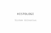 Histologi Saluran Urinarius