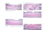 Gambar Histologi Sistem  Pencernaan