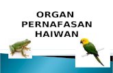 Slaid Organ Pernafasan Haiwan