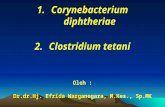 1. Penghasil Toksin - Infeksi C. Diphtheriae, C.tetanie
