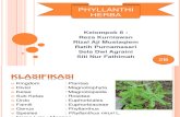 Phyllanthi Herba