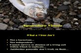 Parasit Dan Penyakit Ikan Virus