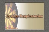 System Respiratorius