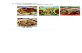 02 Penang Foods