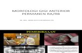 Morfologi Gigi Ant Ra-Rb