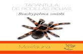 Tarantula BS.pdf
