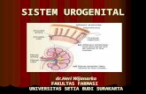 Sistem Urogenital