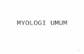 Bab 04 Myologi Umum
