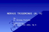 Nervus Trigeminus (N v)