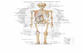 Gambar Anatomi Tulang Manusia