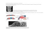 Embriologi Sistem Saraf Pusat.docx