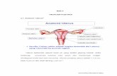 Anatomi Uterus 1