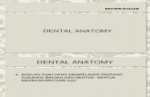 Anatomi Gigi Perkembangan Gigi
