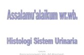Histologi Sistem Urin Baru