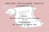 Anatomi Perjalanan Traktus Piramidalis.