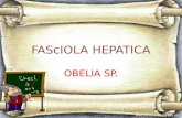 FASCIOLA HEPATICA, OBELIA SP.pptx