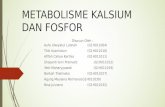 Metabolisme Kalsium Dan Fosfor