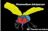 SEM2 MALARIA Plasmodium Falciparum 2013