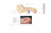 Gambar Anatomi Telinga,Hidung,Lidah