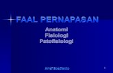 anatomi-fisiologi nafasun