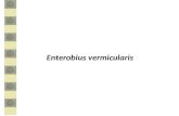 Kuliah 2015. Enterobius Vermicularis