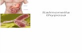 Salmonella Thyposa