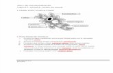 Latihan 2.5  Organisma unisel Amoeba sp.pdf