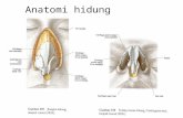 180198441 Anatomi Hidung Ppt