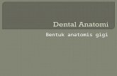 Dental Anatomi Komplet