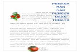 Penanaman Dan Pengurusan Tomato