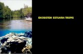 MK . EKOS Ekosistem Estuaria