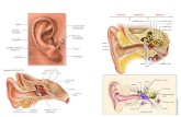 Anatomi Tht Kepala Leher