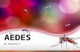 Morfologi dan pengenalan Nyamuk Aedes