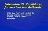 Chit Laa Poh* and Isabel Ng Sunway University, Bandar Sunway, Kuala Lumpur Malaysia Enterovirus 71: Candidates for Vaccines and Antivirals.