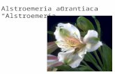 Alstroemeria aurantiaca “Alstroemeria”. Ammi majus “Queen Ann’s Lace”
