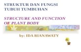 STRUKTUR DAN FUNGSI  TUBUH TUMBUHAN STRUCTURE AND FUNCTION  OF PLANT BODY