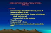 ORDO SIPHONAPTERA/APHANIPTERA (PINJAL)
