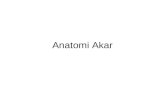Anatomi Akar