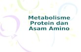 Metabolisme Protein dan Asam Amino