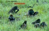 fotos gorilas1